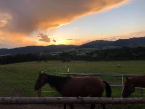two horses standing in a field at sunset at Treehouse Velké Losiny in Velké Losiny
