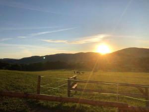 a sunset in a field with a fence and animals at Treehouse Velké Losiny in Velké Losiny
