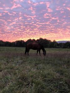a horse grazing in a field at sunset at Treehouse Velké Losiny in Velké Losiny