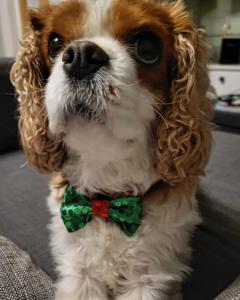 a brown and white dog wearing a green bow tie at Little Robin Gate - Free Parking - Central - 10 min Walk to Train Station in Bournemouth