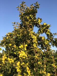 Venn OtteryBowhayes Farm - Camping & Glamping - Bell Tents - Cider Orchard的相册照片