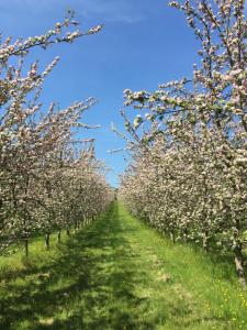 Bowhayes Farm - Camping & Glamping - Bell Tents - Cider Orchard外面的花园