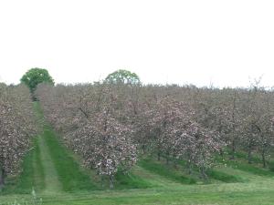 Venn OtteryBowhayes Farm - Camping & Glamping - Bell Tents - Cider Orchard的相册照片