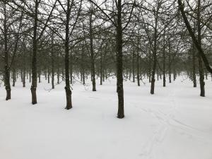 冬天的Bowhayes Farm - Camping & Glamping - Bell Tents - Cider Orchard