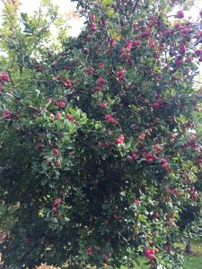 Bowhayes Farm - Camping & Glamping - Bell Tents - Cider Orchard外面的花园