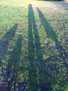 Venn OtteryBowhayes Farm - Camping & Glamping - Bell Tents - Cider Orchard的相册照片