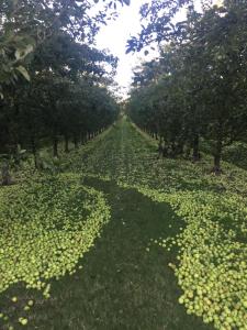 Bowhayes Farm - Camping & Glamping - Bell Tents - Cider Orchard外面的花园