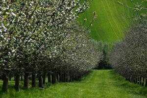 Bowhayes Farm - Camping & Glamping - Bell Tents - Cider Orchard外面的花园