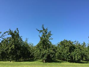 Bowhayes Farm - Camping & Glamping - Bell Tents - Cider Orchard外面的花园
