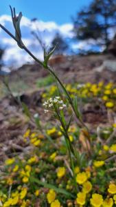 een witte bloem in een veld van gele bloemen bij Garni Reider in Meltina