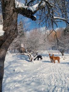 three dogs standing in the snow next to a tree at Renovated Barn 100 Acres For Retreats & Weddings in Hardwick