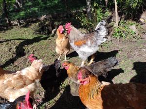 ボゴタにあるLa Casita de Chocolate 2の草の中に立つ鶏の群れ