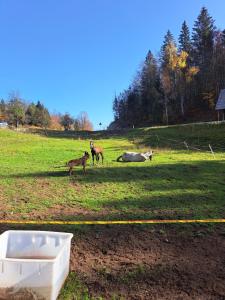 Fotografija v galeriji nastanitve Tourist Farm Pr' Maretč v Bohinjski Bistrici