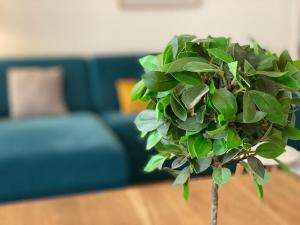 uma planta verde numa sala de estar com um sofá azul em Le Cocon de Jeanne em Rouen