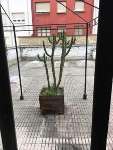 a cactus plant in a pot on a sidewalk at Apartamento en el centro de asturias in Langreo