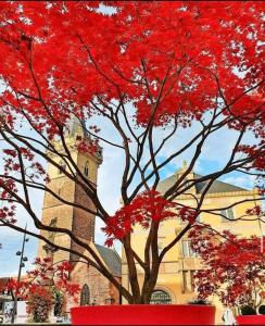 L'Appar'T - Centre historique de Obernai في أوبرناي: شجرة أوراق حمراء أمام المبنى