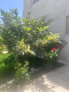 um grupo de plantas em frente a um edifício em Ajloun Rest House em ‘Ayn Jannā