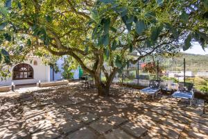 un árbol en un patio con dos sillas debajo en Tegueste Charming House en Tegueste