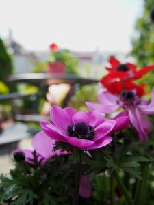 a group of purple and red flowers in a garden at Das Altschwabing - Munich Boutique Hotel in Munich