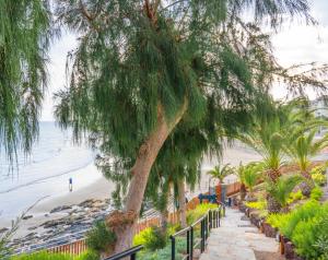 un albero sulla spiaggia accanto a una recinzione di Apartamentos Buganvilla - Adults Only a San Agustin