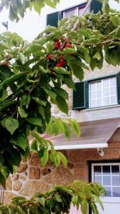 a tree with green leaves in front of a building at AL Miradouro do Outeiro in Guarda