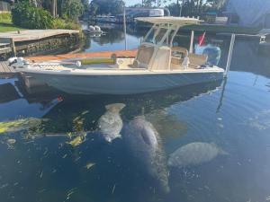 two turtles in the water next to a boat at Spacious 4 bedroom with 2 baths with Pool and boat dock in Crystal River