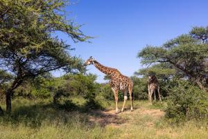 two giraffes standing in a field near some trees at Oase by 7 Star Lodges - Greater Kruger Private 530ha Reserve in Hoedspruit