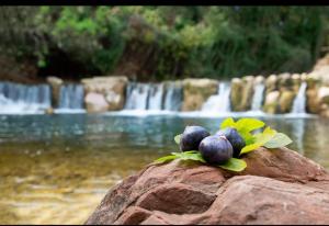 a rock with fruit on it in front of a waterfall at Mobile-home hyeres var climatisé dans camping avec piscine jusqu'à 6 personnes in Hyères