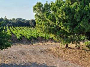 a dirt road in a vineyard with a tree at Gîtes de l'Estagnol in Villeneuve-lès-Maguelonne