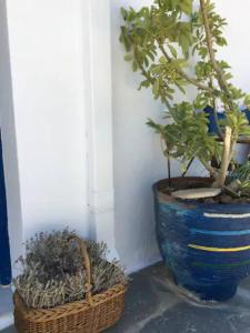 Fotografie z fotogalerie ubytování Marditsa's House by the sea v destinaci Serifos Chora