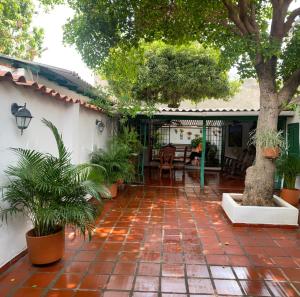 eine Terrasse mit Topfpflanzen und einem Baum in der Unterkunft La Casa de Taty in Valledupar