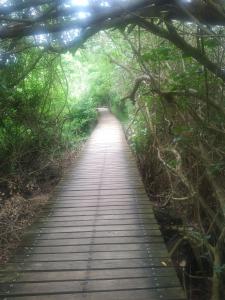 a wooden path in the middle of a forest at St Lucia Villa Mia 6 in St Lucia