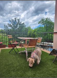 a dog standing next to a chair on a lawn at Apartamento Rural Lago Enol in Cangas de Onís