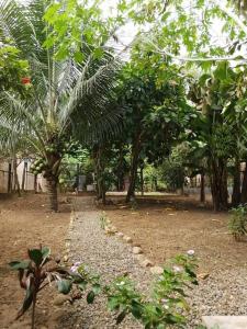 a garden with palm trees and a walk way at Casita Grau 2! Naturaleza y confort con Agua caliente,cocina y frigobar in Tarapoto