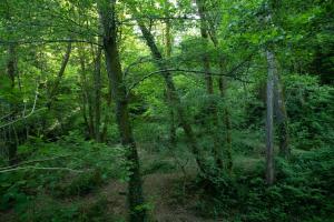 a forest filled with lots of trees and bushes at Mulino di Castelvecchio in Borgo a Buggiano