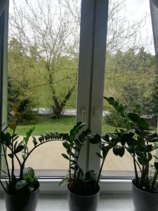 Vonkajšia záhrada v ubytovaní Apartament Zosia