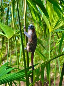 Billede fra billedgalleriet på Atlantic Side Private Tropical Paradise for 2 - Panama Canal i Cuipo
