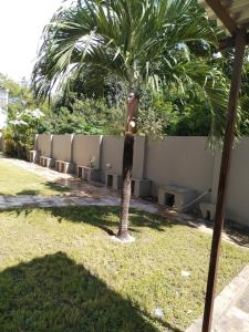 a palm tree in a yard next to a fence at Casa de praia para temporada in Paulista