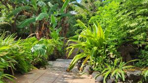 een tuin met weelderige groene planten en een pad bij Cabañas Manuto in Hanga Roa