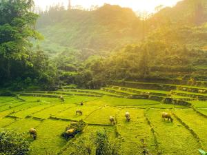 a group of animals grazing on a field of grass at Lagom Bắc Hà Farmstay in Lao Cai