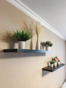 a wall with shelves with potted plants on it at Просторная 1ком квартира у Набережной Астаны in Astana