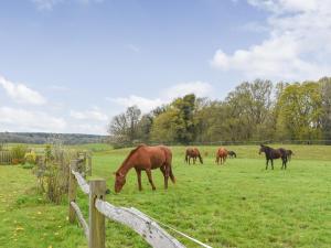 un groupe de chevaux paissant dans un champ dans l'établissement The Lodge - Oakwood Park Polo Club, à Maresfield