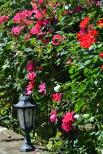 a street light in front of a bush of flowers at Sosò in Sorrento
