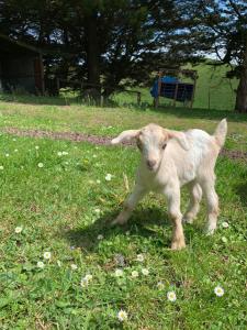 a baby lamb standing in a field of grass at Lush rural retreat in Korumburra