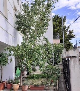 un arbre dans un jardin à côté d'un bâtiment dans l'établissement Villa Malena Volos Alykes Beach, à Dhimínion