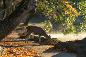 a gazelle eating leaves on the ground in a park at Nara Ryokan - Vacation STAY 49528v in Nara