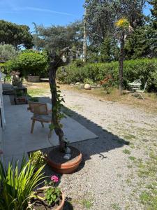 a bonsai tree in a pot in a yard at Magnifique Studio Tropézien à 300 m de la plage (parking gratuit) in Saint-Tropez