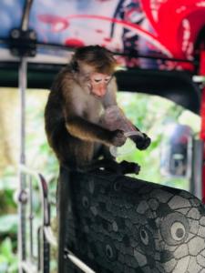 un mono sentado en la parte superior de una barandilla en Conch Villa, en Tangalle