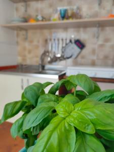 a green plant sitting in front of a kitchen at Dirò Camere in Scoglitti