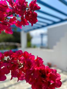 un ramo de flores rosas delante de un edificio en Sea View Apartments & Studios, en Agia Anna de Naxos